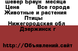 шевер Браун 2месяца › Цена ­ 200 - Все города Животные и растения » Птицы   . Нижегородская обл.,Дзержинск г.